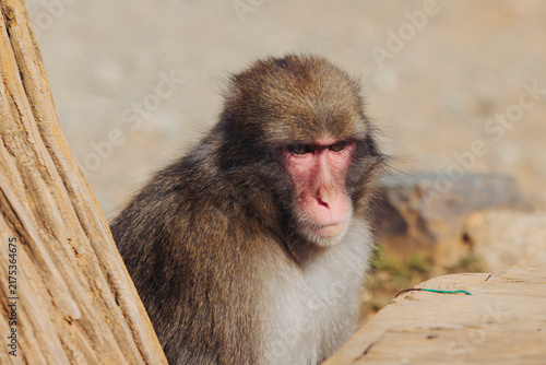 Photography Japanese macaque monkey, Iwatayama Monkey Park, Arashiyama, western Kyoto, Japan