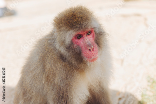 Photography Japanese macaque monkey, Iwatayama Monkey Park, Arashiyama, western Kyoto, Japan