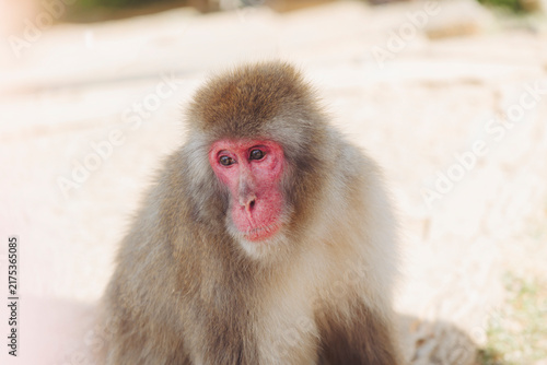 Photography Japanese macaque monkey, Iwatayama Monkey Park, Arashiyama, western Kyoto, Japan