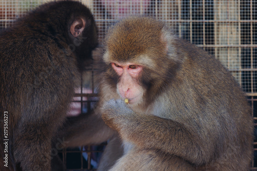 Canvas Print Japanese macaque monkey, Iwatayama Monkey Park, Arashiyama, western Kyoto, Japan