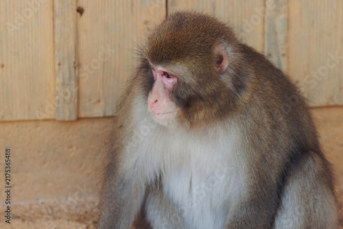 Canvas Print Japanese macaque monkey, Iwatayama Monkey Park, Arashiyama, western Kyoto, Japan