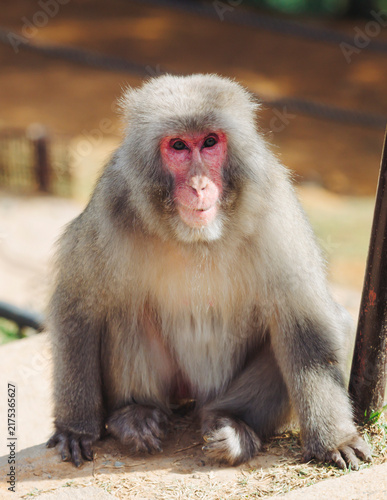 Photography Japanese macaque monkey, Iwatayama Monkey Park, Arashiyama, western Kyoto, Japan
