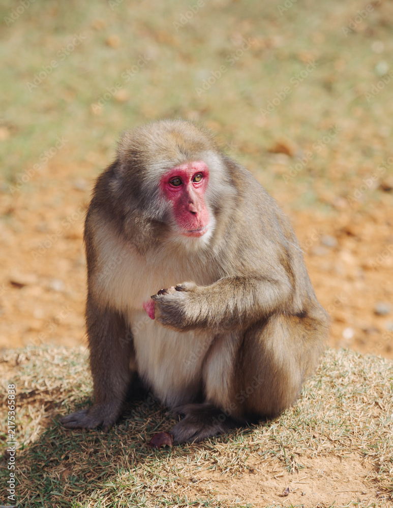 Fototapeta premium Japanese macaque monkey, Iwatayama Monkey Park, Arashiyama, western Kyoto, Japan, portrait closeup of Nihonzaru snow monkey with red face, blue sky background, troop of Macaca fuscata monkeys