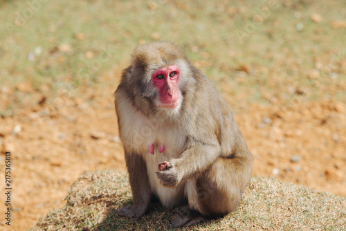 Canvastavla Japanese macaque monkey, Iwatayama Monkey Park, Arashiyama, western Kyoto, Japan
