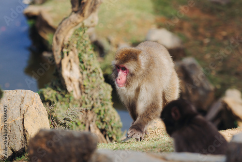 Photography Japanese macaque monkey, Iwatayama Monkey Park, Arashiyama, western Kyoto, Japan