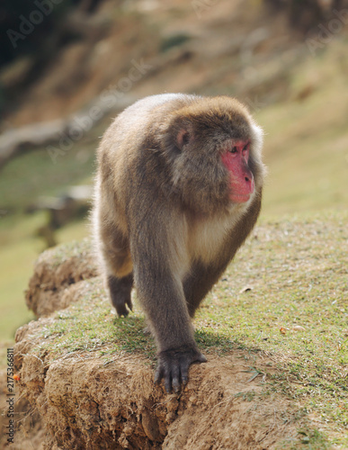Canvas Print Japanese macaque monkey, Iwatayama Monkey Park, Arashiyama, western Kyoto, Japan