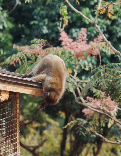 Photography Japanese macaque monkey, Iwatayama Monkey Park, Arashiyama, western Kyoto, Japan