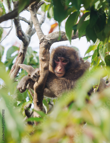 Canvas Print Japanese macaque monkey, Iwatayama Monkey Park, Arashiyama, western Kyoto, Japan