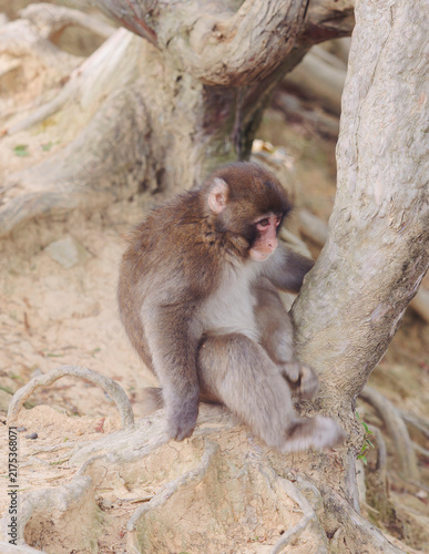 Canvas Print Japanese macaque monkey, Iwatayama Monkey Park, Arashiyama, western Kyoto, Japan