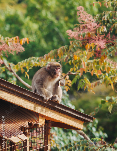 Canvas Print Japanese macaque monkey, Iwatayama Monkey Park, Arashiyama, western Kyoto, Japan