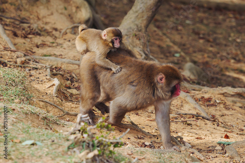 Konstfotografi Japanese macaque monkey, Iwatayama Monkey Park, Arashiyama, western Kyoto, Japan
