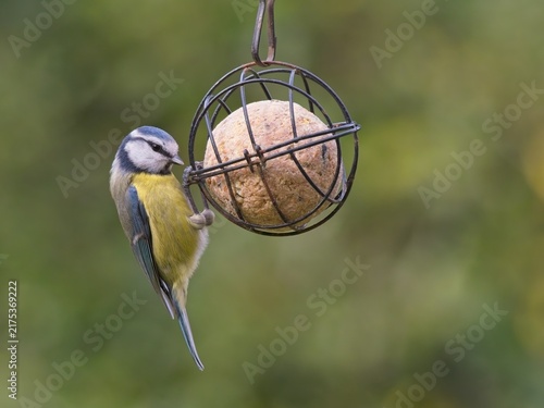 Фотография Cinciarella (Cyanistes caeruleus) su palla di grasso