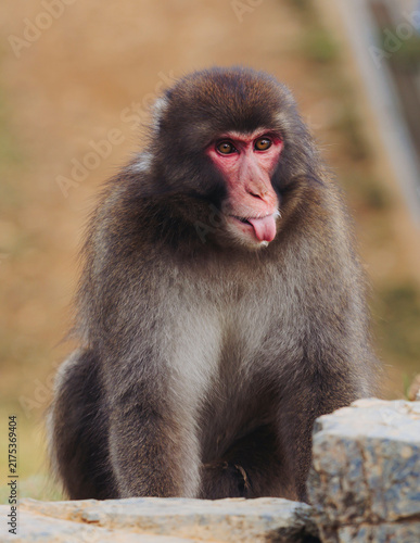 Wall Mural Japanese macaque monkey, Iwatayama Monkey Park, Arashiyama, western Kyoto, Japan