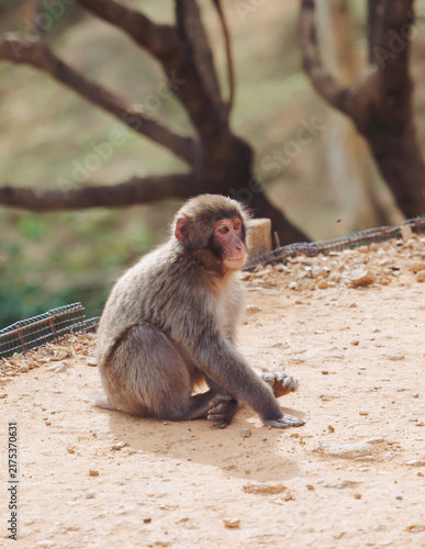 Photography Japanese macaque monkey, Iwatayama Monkey Park, Arashiyama, western Kyoto, Japan