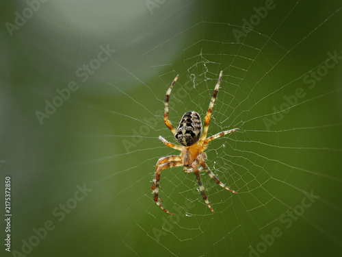 European garden spider (Araneus diadematus) on a web with green background, macro shot.