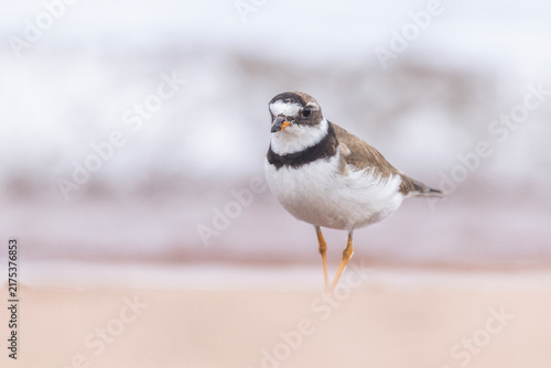 Cuadro en lienzo semipalmated plover (Charadrius semipalmatus) during the autumn migration