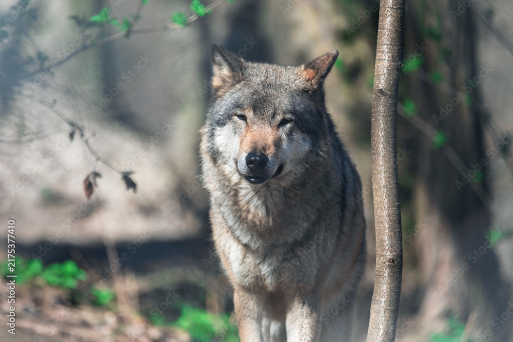 Fototapeta premium Wildlife forest setting with gray wolf standing among trees and looking toward the camera. Soft natural light highlights its thick fur, alert ears, and powerful face