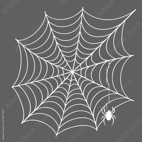 vector illustration of a spider