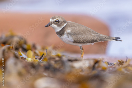 Bild auf Leinwand semipalmated plover (Charadrius semipalmatus) during the autumn migration