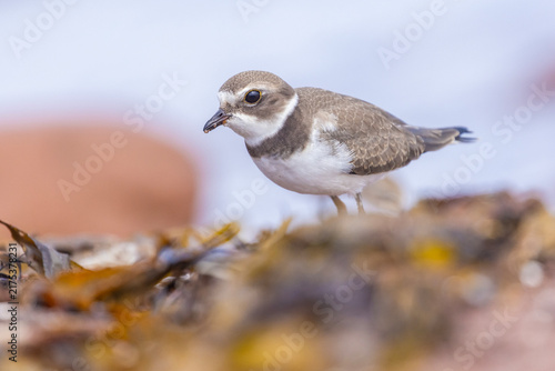 Konstfotografi semipalmated plover (Charadrius semipalmatus) during the autumn migration