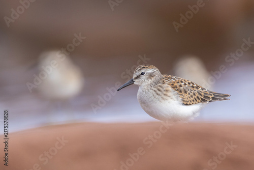 The least sandpiper (Calidris minutilla) in autumn migration