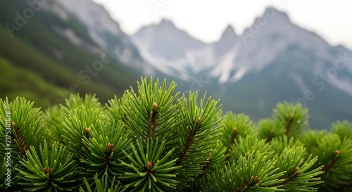 Close up of vibrant green pine needles with mountain range in the background