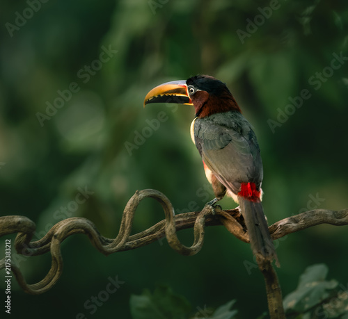 chestnut-eared aracari bird