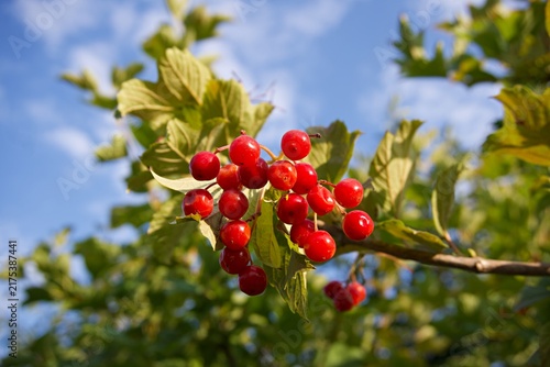 Fotografía Red viburnum berries on branch with green leaves