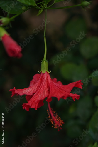 Foto Option 1 (Descriptive): Close-up of a vibrant red fringed hibiscus flower hanging against dark green foliage