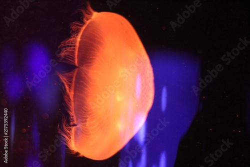 méduse Rhizostoma pulmo