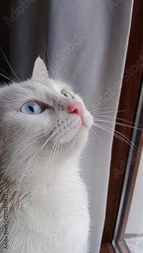 Fotografie White Turkish Van cat with odd eyes looking up near window, heterochromia blue a