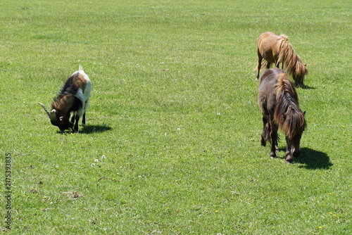 Fotografie Goats grazing in green pasture