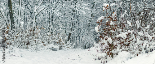 Obraz na płótnie Winter forest with snow-covered bushes and trees along path