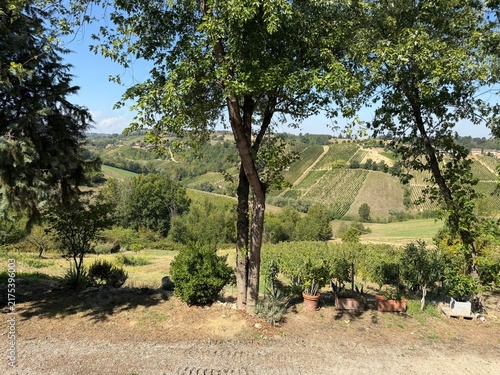 Bild auf Leinwand View of the vineyards in Bacedasco Alto, Piacenza province, Emilia-Romagna, Ital