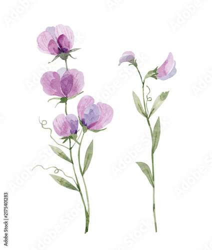 Purple sweet pea flowers, hand-painted watercolor illustration. Floral design element for greeting cards or wedding invitations.