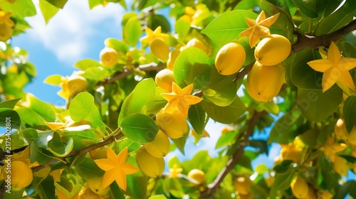 A photo of a starfruit tree with ripe yellow fruits