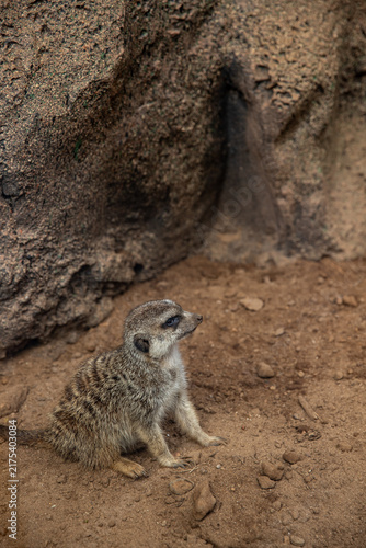 Meerkat sitting on sandy ground in its natural habitat
