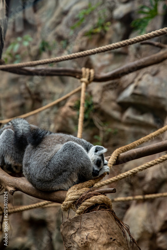 Фотография Relaxed lemur resting on a rope bridge in a natural habitat setting