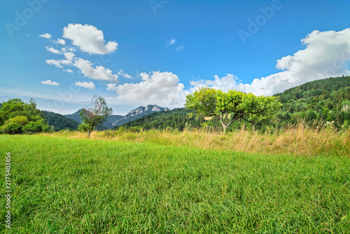 green field and blue sky