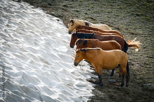 Fotografie Scenic view of the Caucasus mountains white horses grazing in mountain meadows,