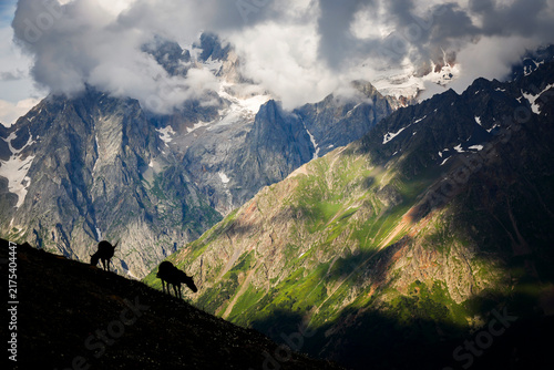 Принти на полотні Scenic view of the Caucasus mountains white horses grazing in mountain meadows,