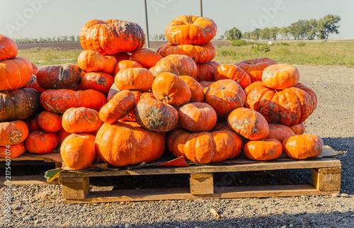 Large pile of orange pumpkins sits on a wooden pallet at a rural farmers market, autumn harvest scene, seasonal fall display.