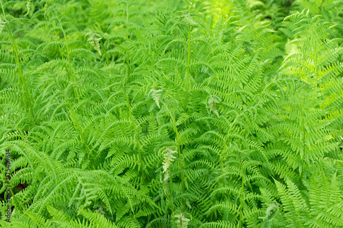 A dense group of Lady ferns on a summer day in Norway.