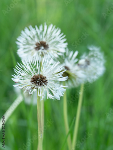 Dandelion weeds growing in the grass on a summer day.