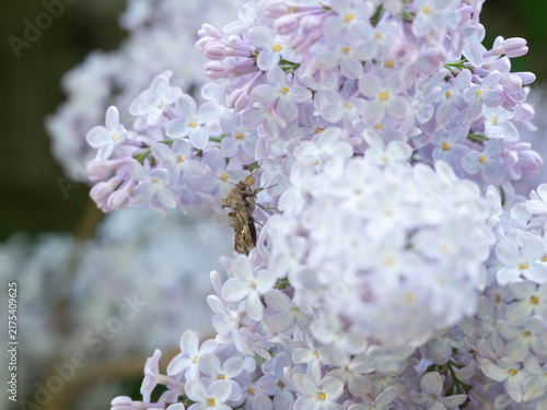An owlet moth in profile on a Syringa plant in Norway.