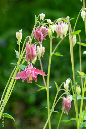 Pink columbine flowers blooming on a summer day.