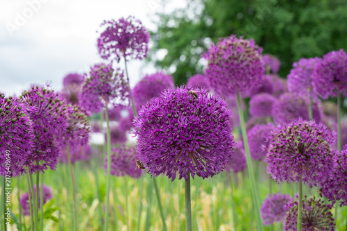 Huge purple flowers growing on long stems draw honey bees.