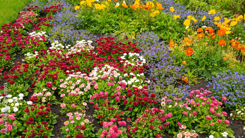 Floral carpet of multicolored daisies and poppies