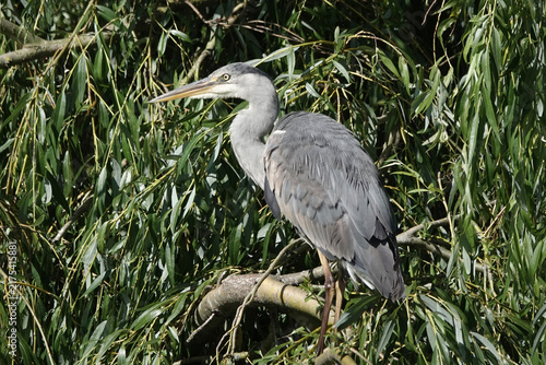 A Grey Heron (Ardea cinerea) in the British Countryside