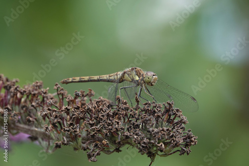 Common Darter dragonfly (Sympetrum striolatum)